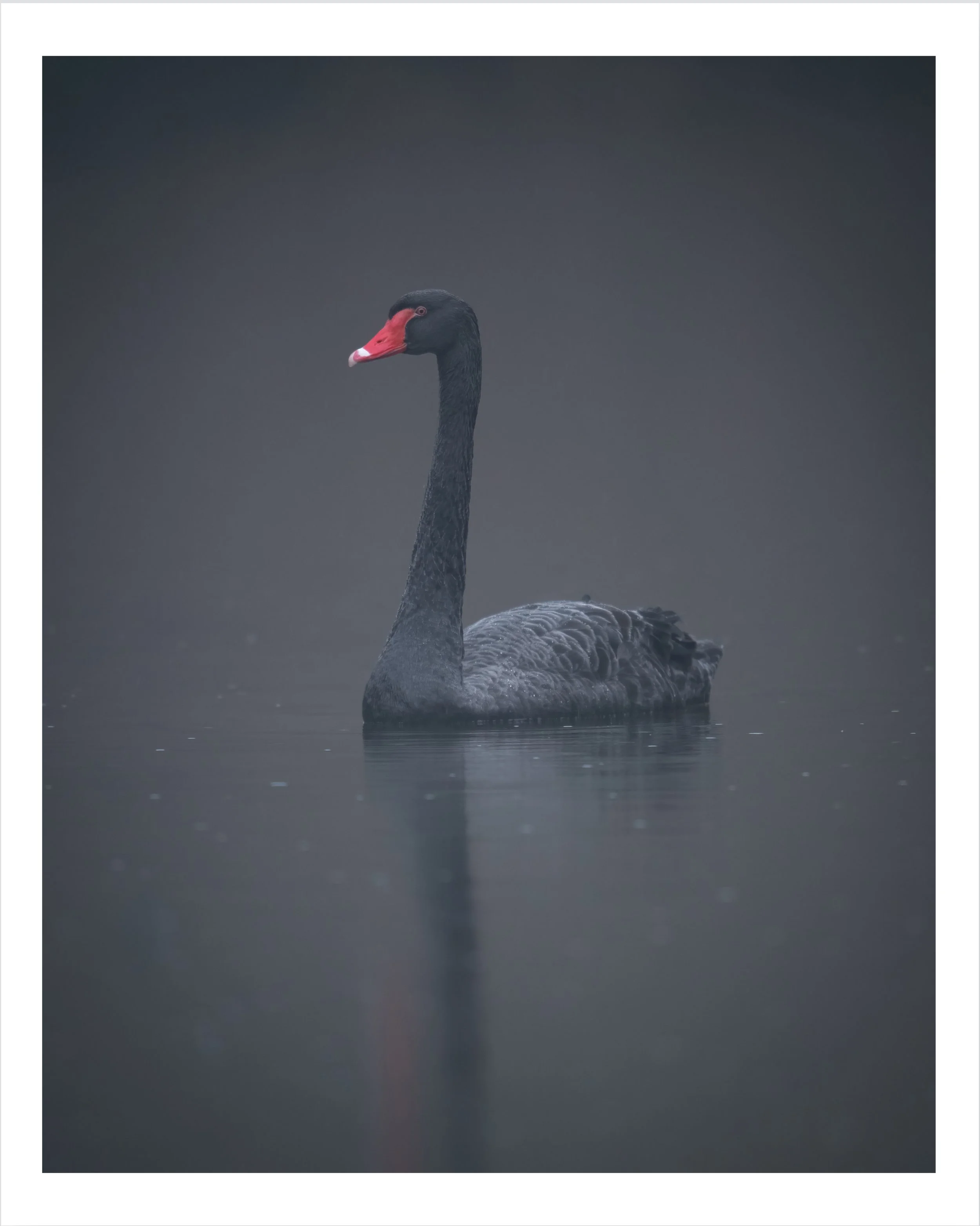 Trauerschwan – Fotografie