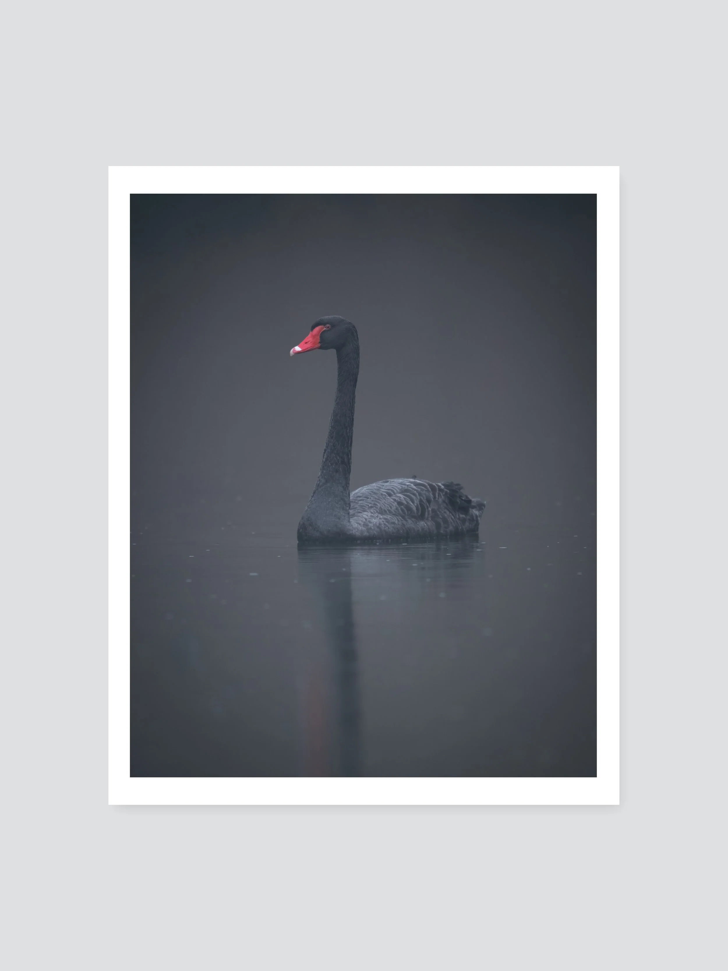 Trauerschwan – Print