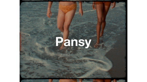 Pansy