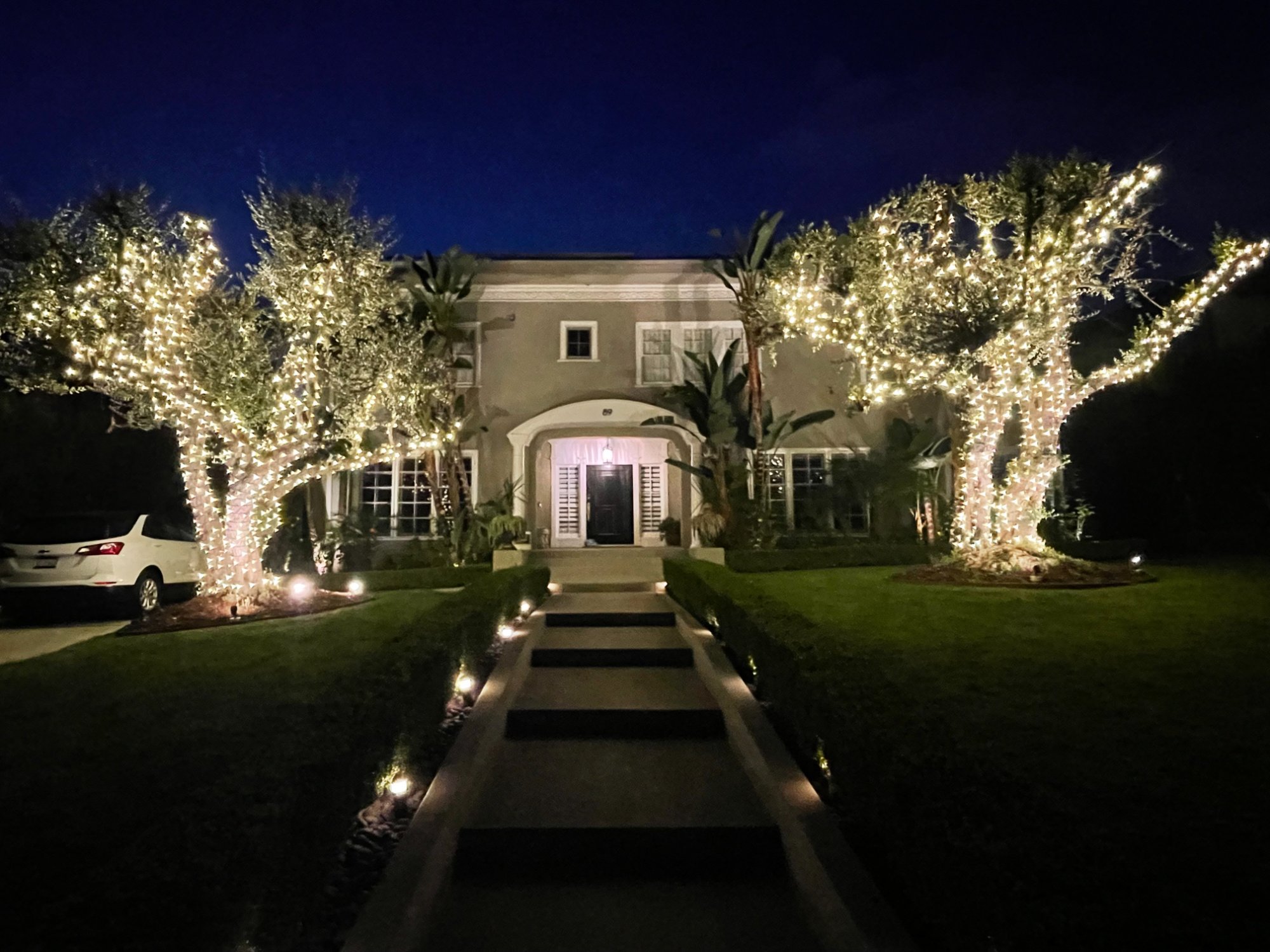Outdoor Christmas lights on estate olive trees — warm white wrapping on mature olive grove