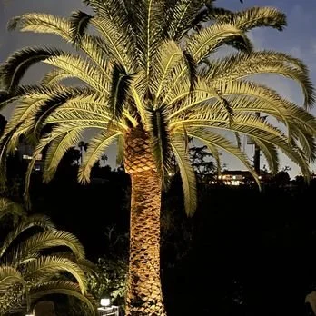 Landscape lighting on date palm tree — single uplight fixture illuminating full canopy at dusk