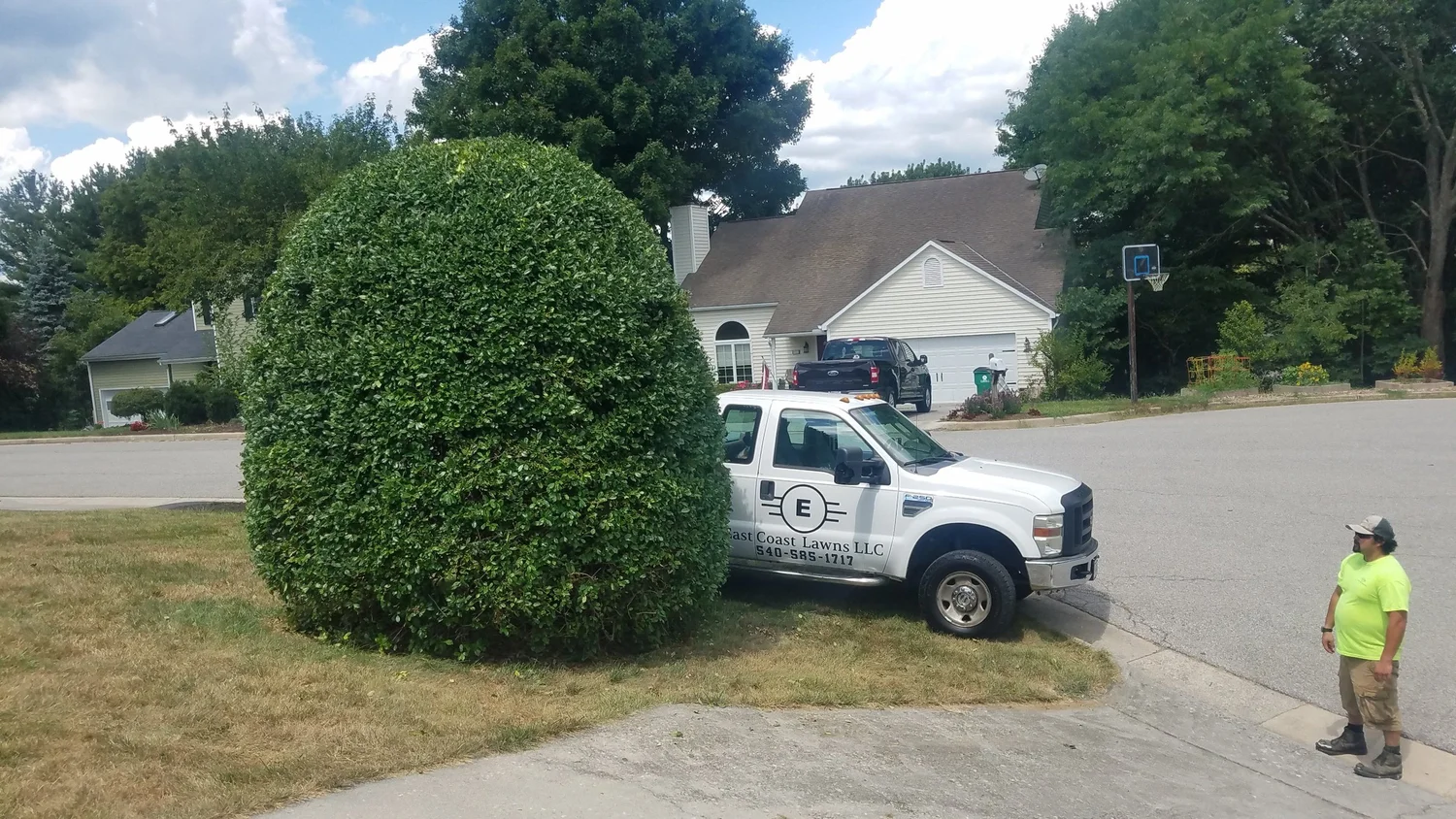 Shaped shrub with an East Coast Lawns truck nearby