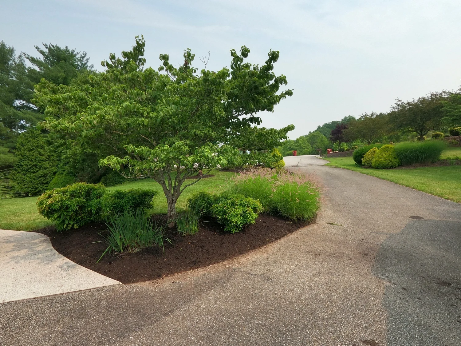 Maintained tree island with shrubs, ornamental grasses, and defined bed edges