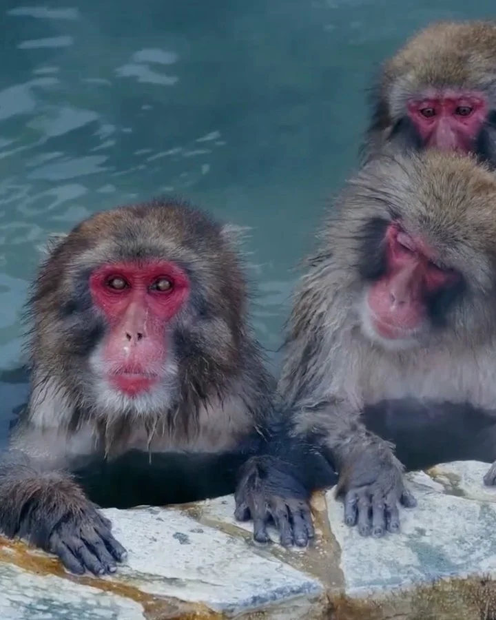 Japan Airlines fallback