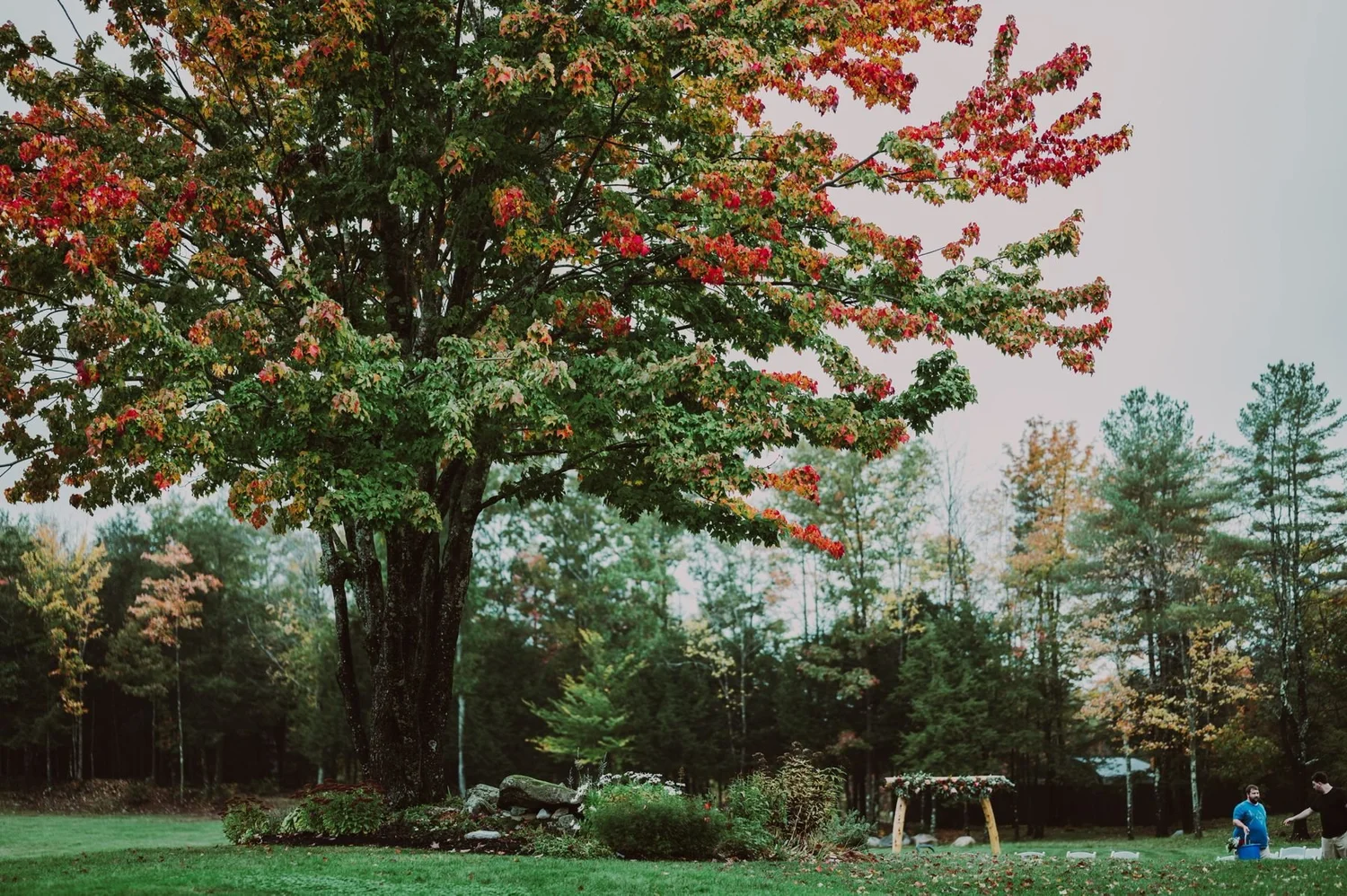 A towering maple in full fall color above the ceremony lawn at William Allen Farm