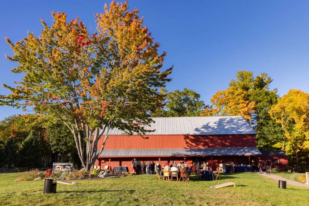 A big fall maple beside the red barn at William Allen Farm, with guests gathered for cocktail hour