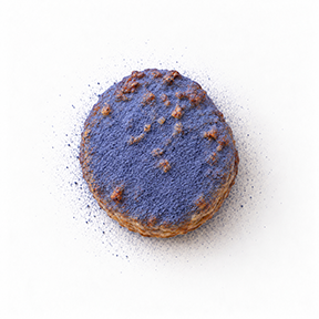 Puff pastry bite with goat cheese, dusted with blue butterfly pea.