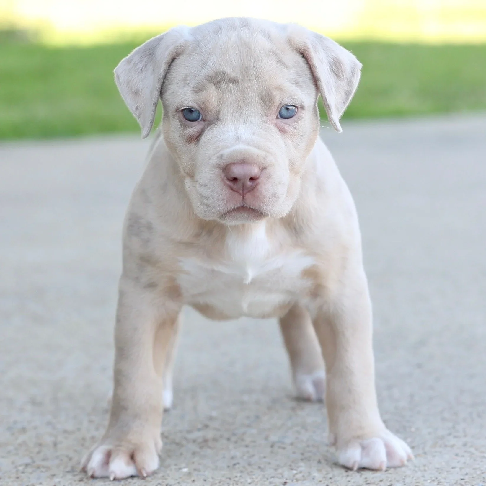 Sold champagne merle XL American Bully puppy from DTX Bullies