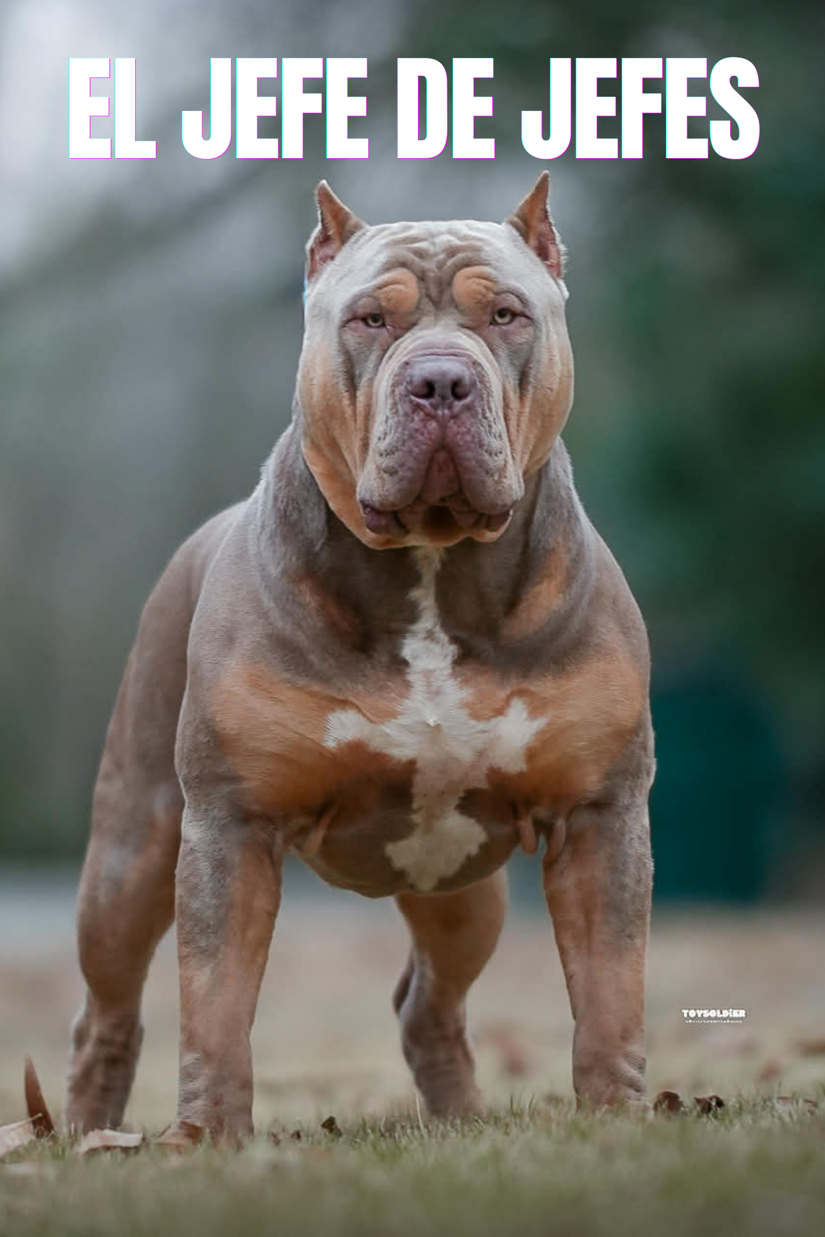 El Jefe De Jefes lilac tri American Bully XL stud service in Texas