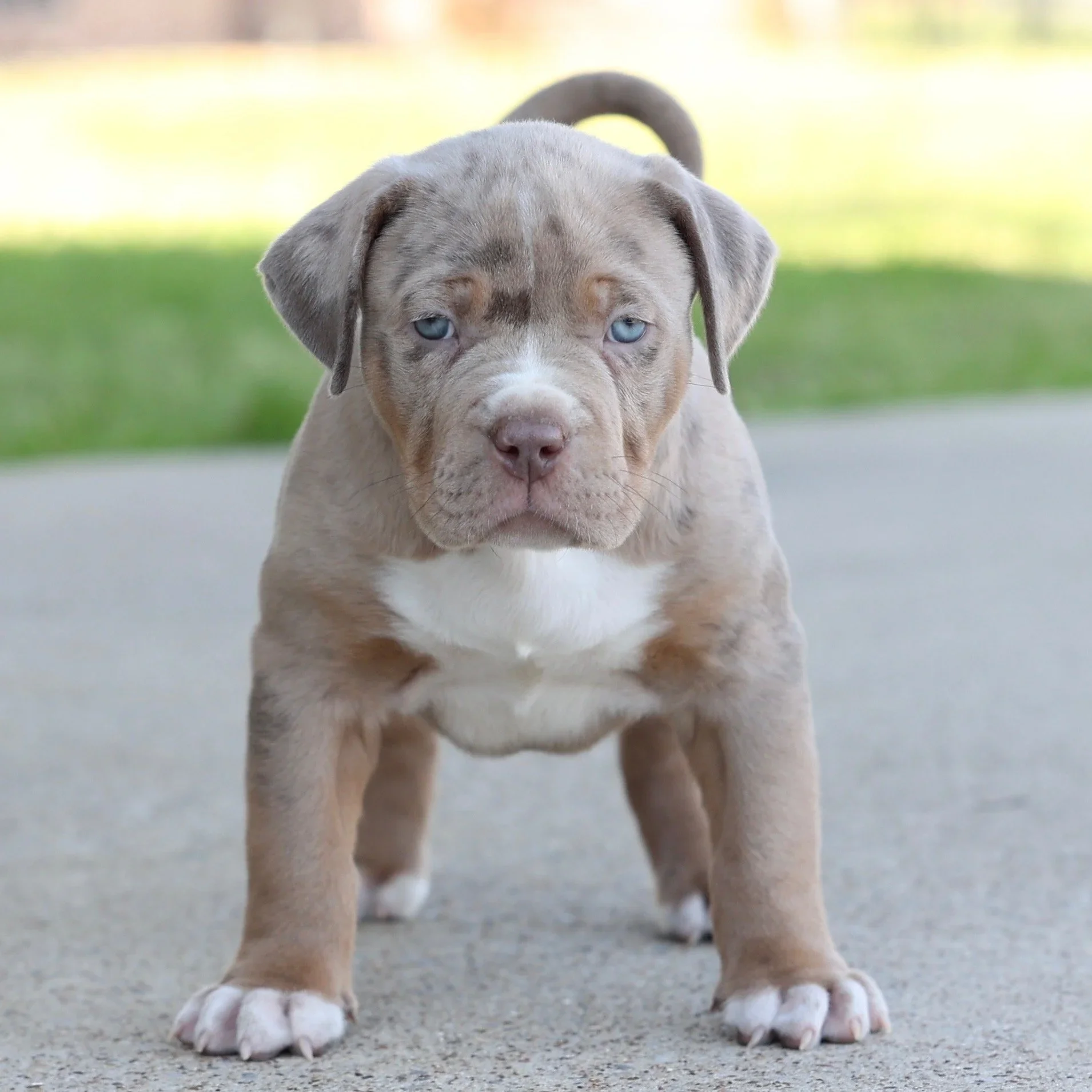 Sold lilac merle American Bully puppy from a past DTX Bullies litter