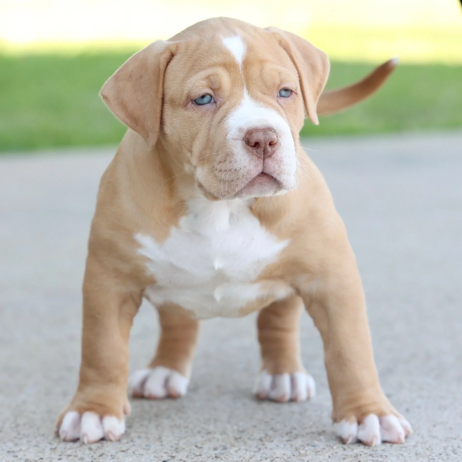 Sold fawn and white XL American Bully puppy from DTX Bullies