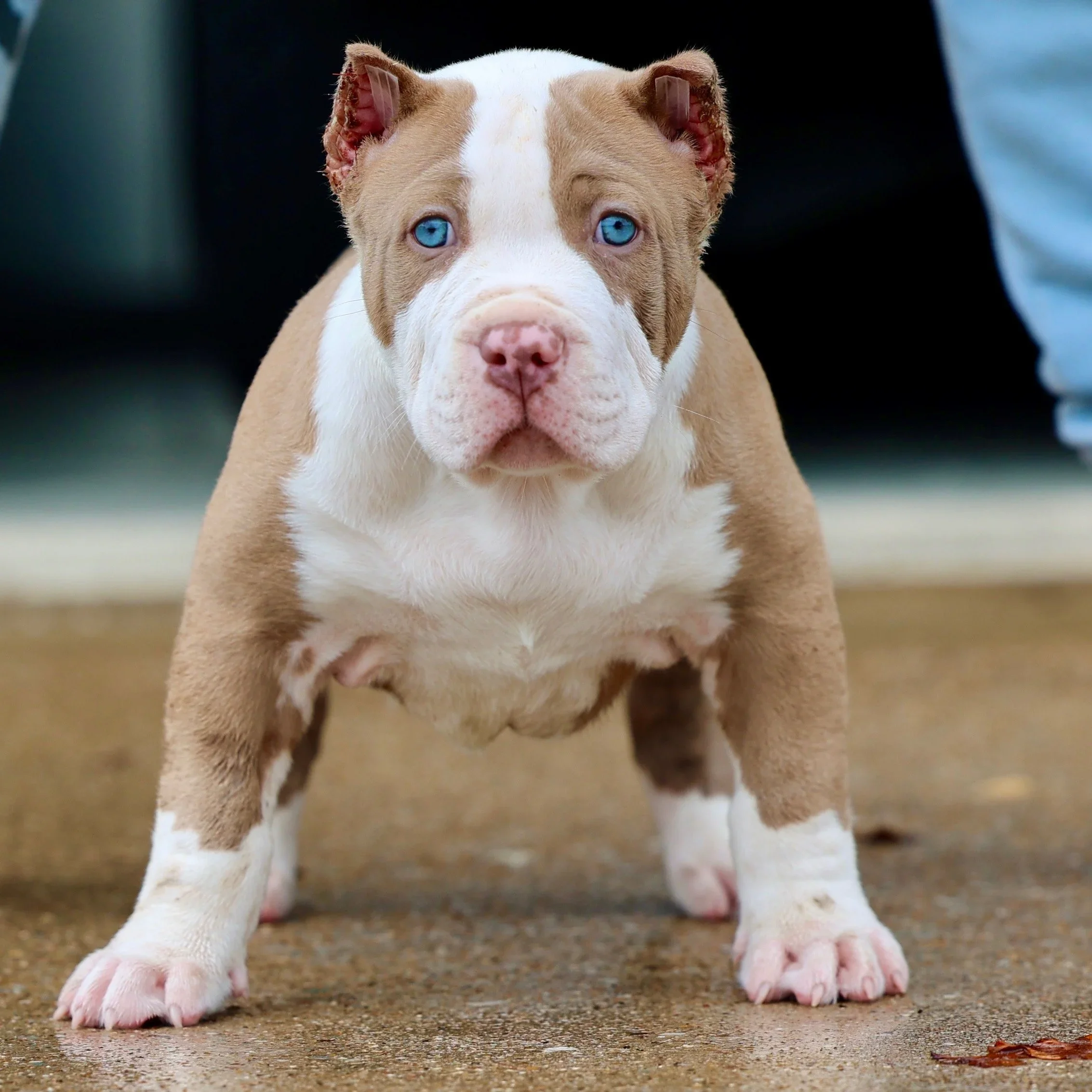 Sold lilac and white XL American Bully puppy from DTX Bullies