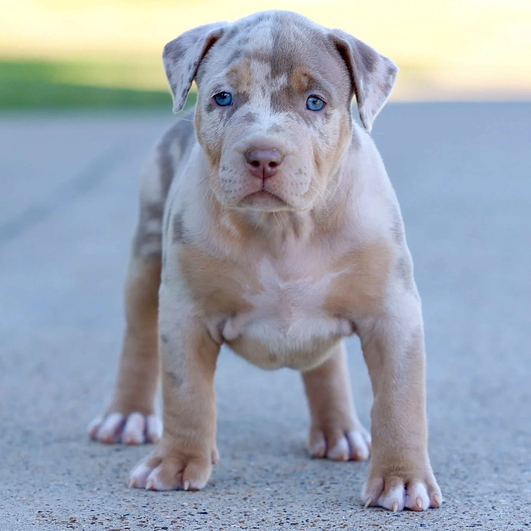 Lilac merle tri XL Bully puppy with striking blue eyes from DTX Bullies