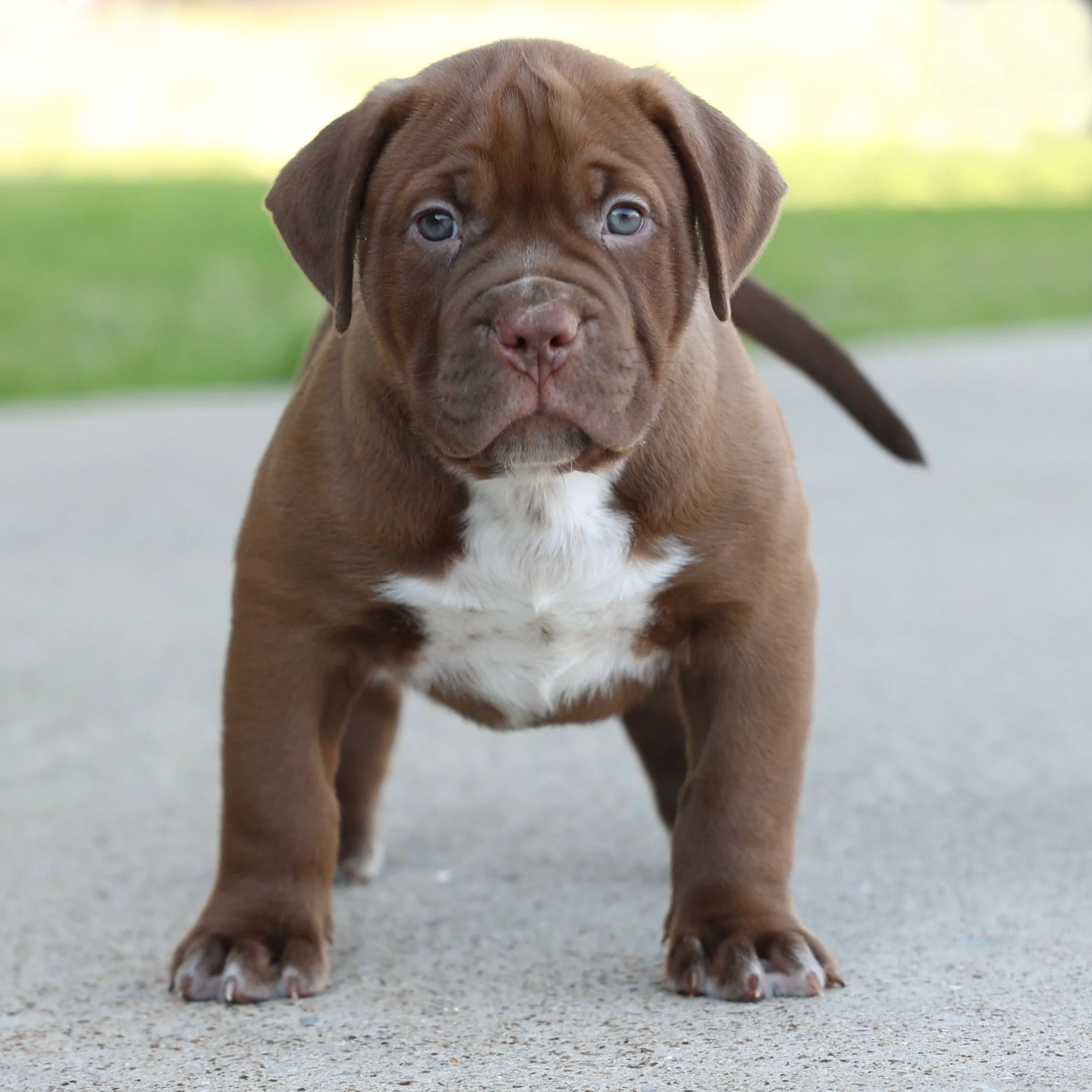 Sold chocolate American Bully puppy with a white chest from DTX Bullies