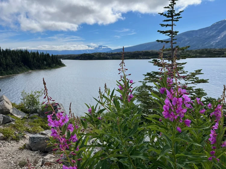 Wildflowers beside the lake · Alaska 2026