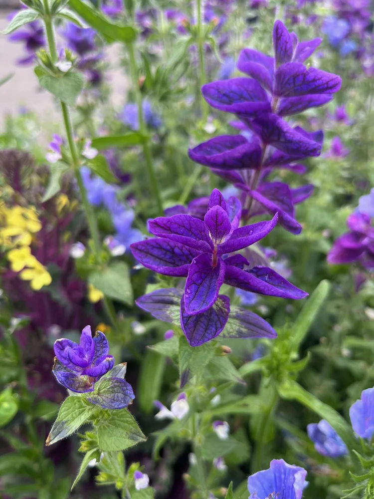 Flowers in Juneau · Alaska 2026