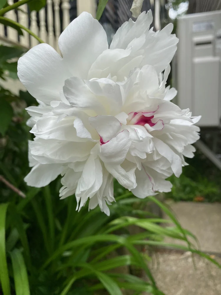Flowers in Sydney · Boston–Quebec City 2025
