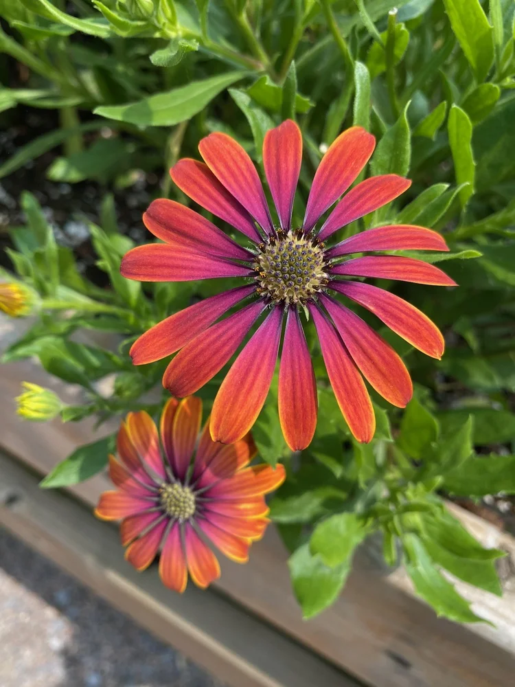 Garden color after the cruise · Boston–Quebec City 2025