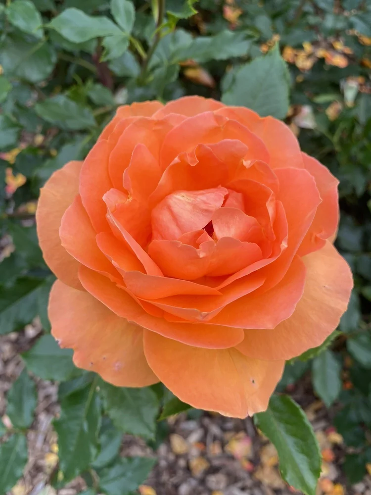 A rose in Québec after the cruise · Boston–Quebec City 2025