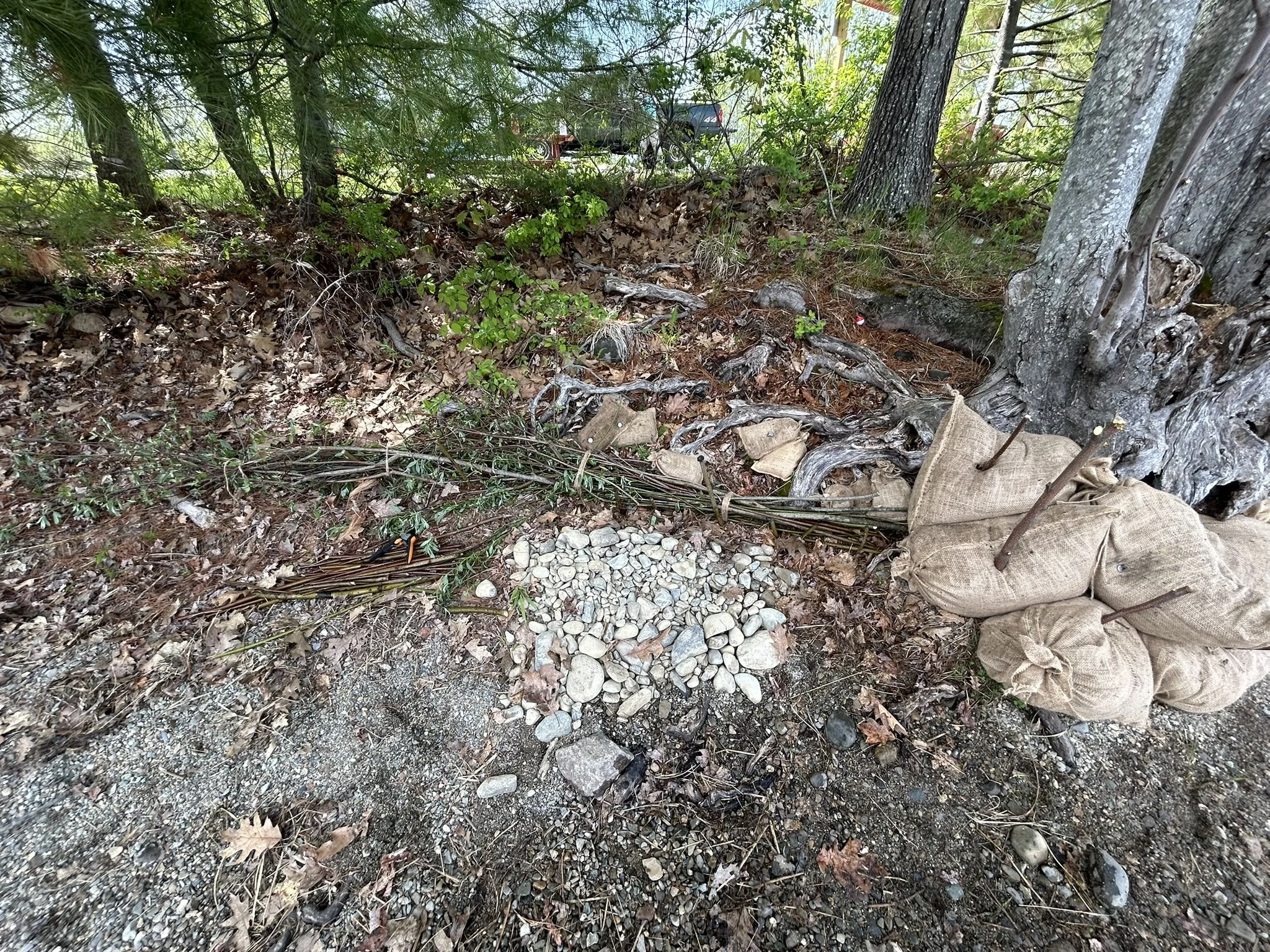 Exposed roots, willow fascines, burlap bags and cobble on eroding bank at Kanokolus Beach