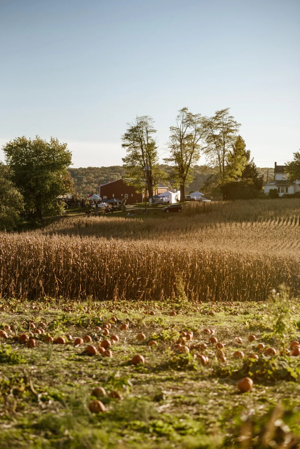 The red barn and beer garden seen across the corn field and pumpkin patch