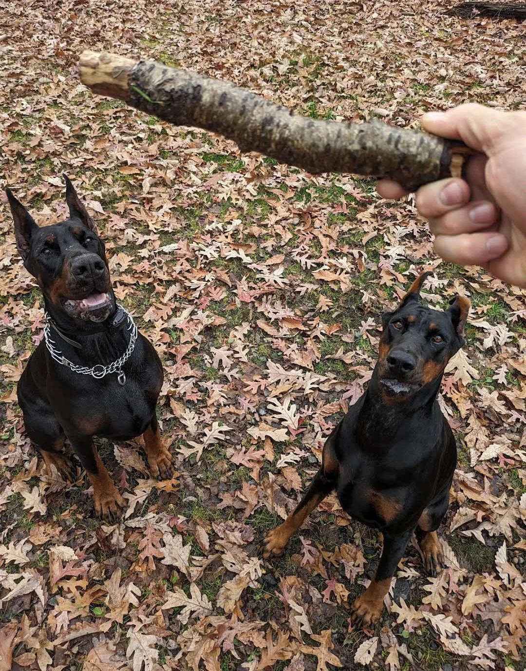 K9 Strategies Home Photo 14