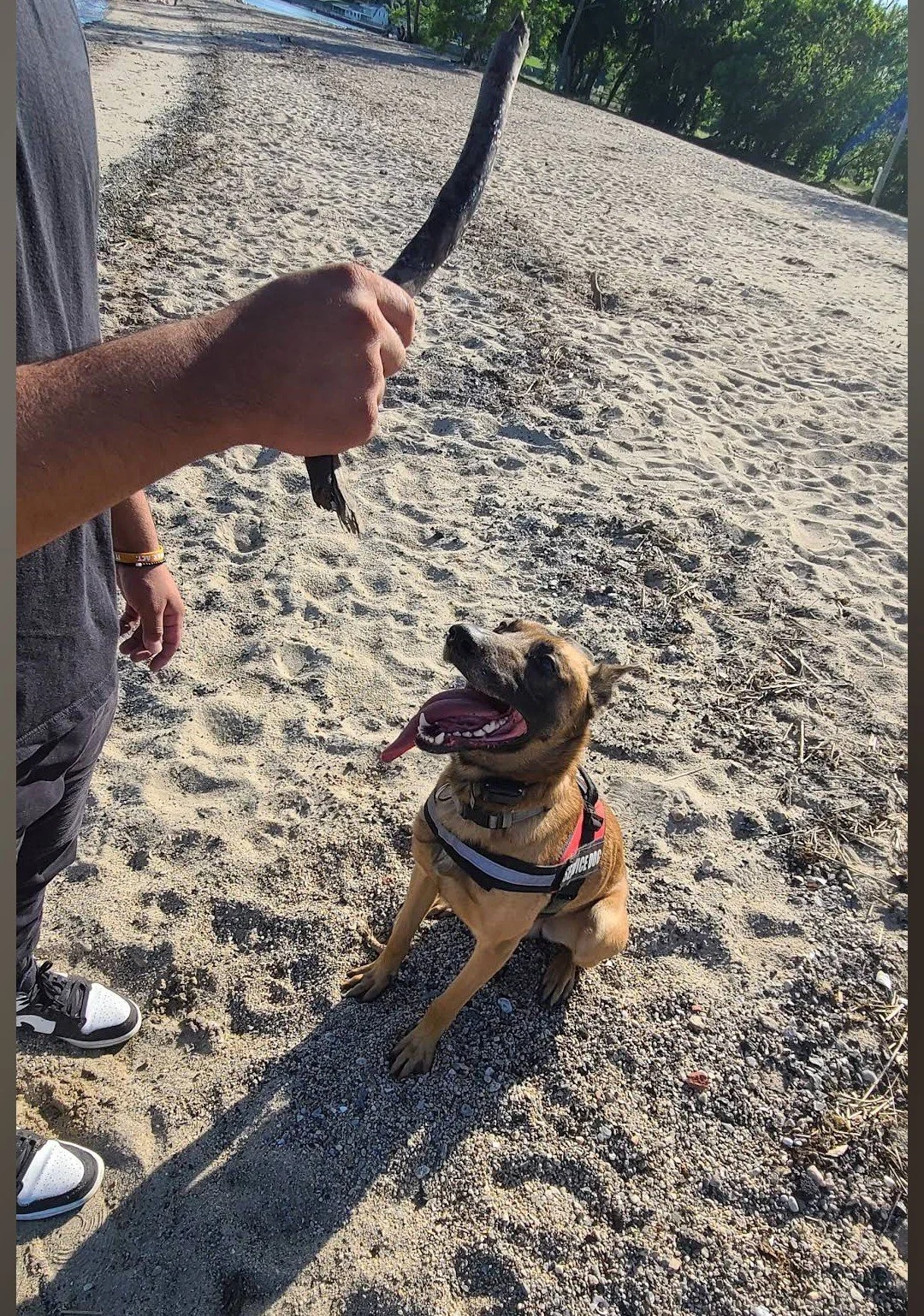 K9 Strategies Home Photo 8