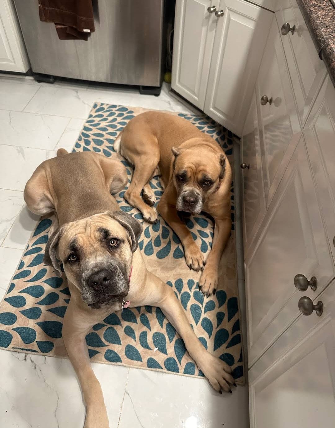 K9 Strategies Home Photo 17