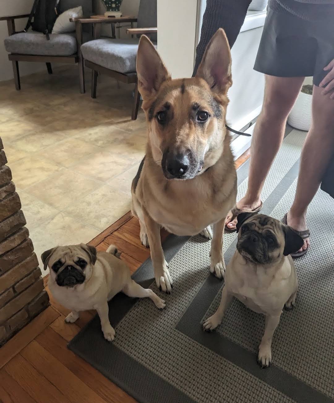 K9 Strategies Home Photo 4