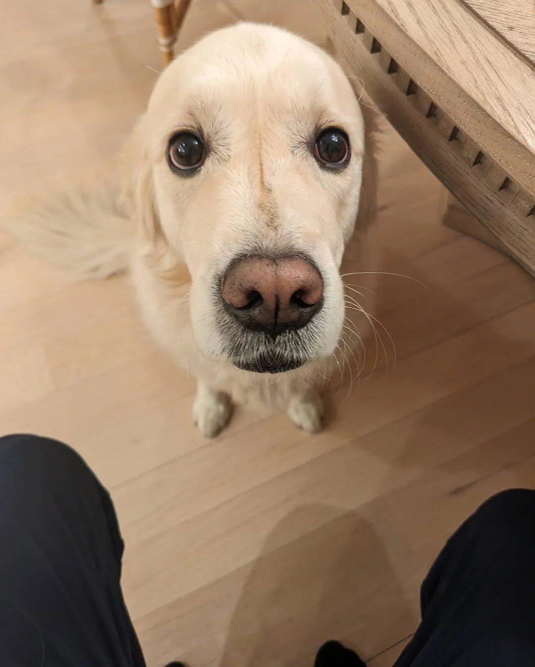 K9 Strategies Home Photo 5