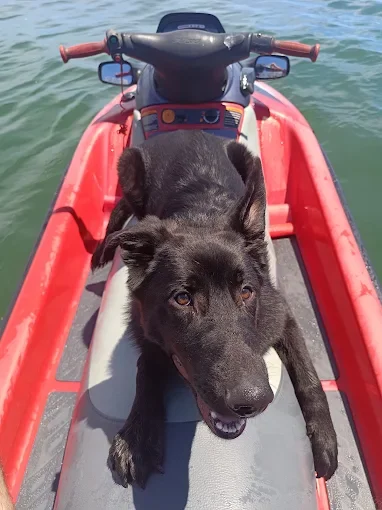 K9 Strategies Custom Services Photo 4