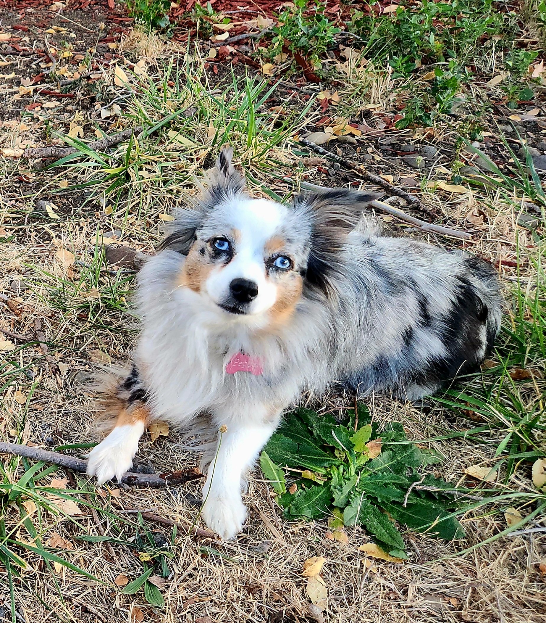 Pepper the Office Dog