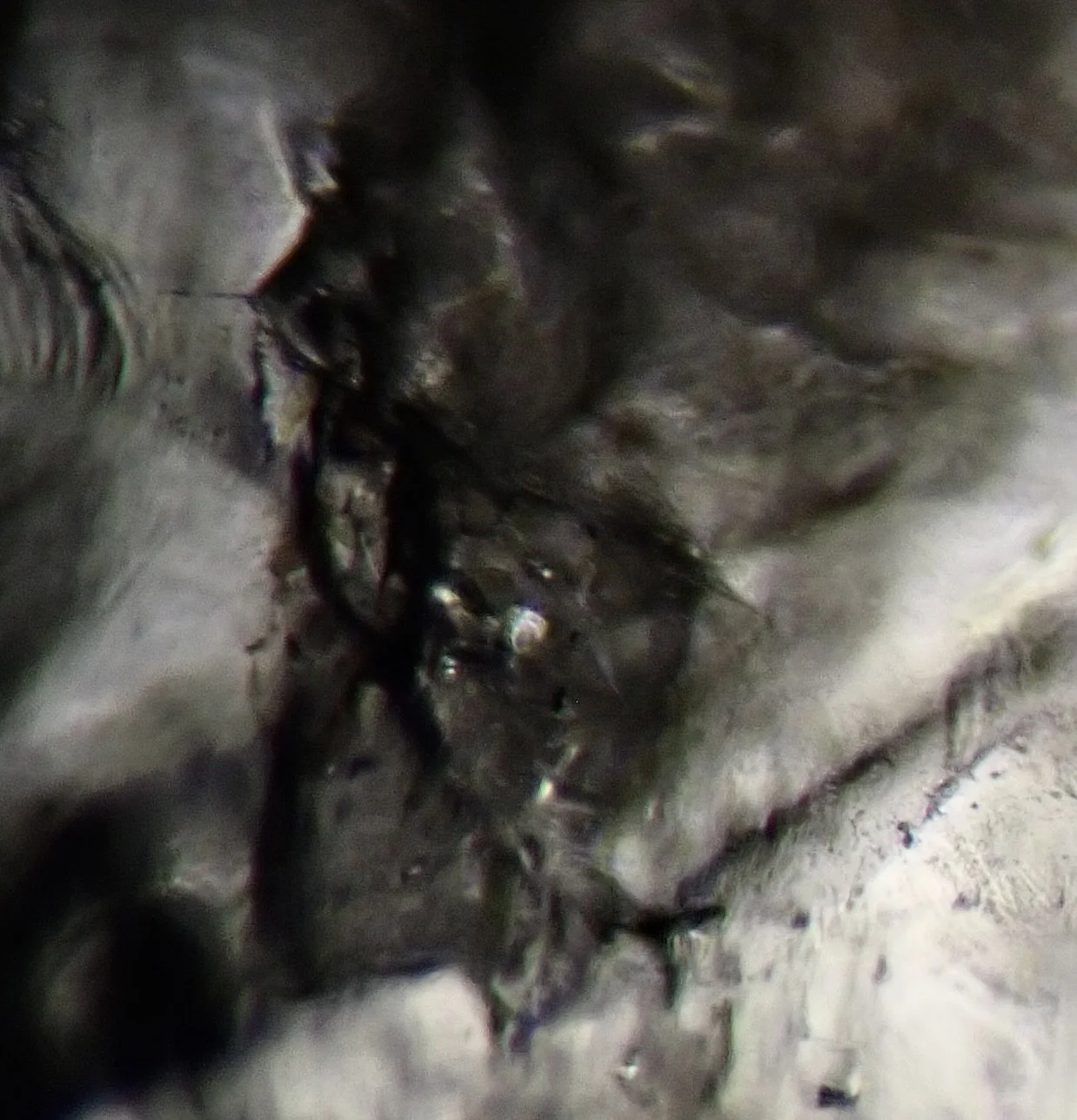 Microscopic source image for The Keeper