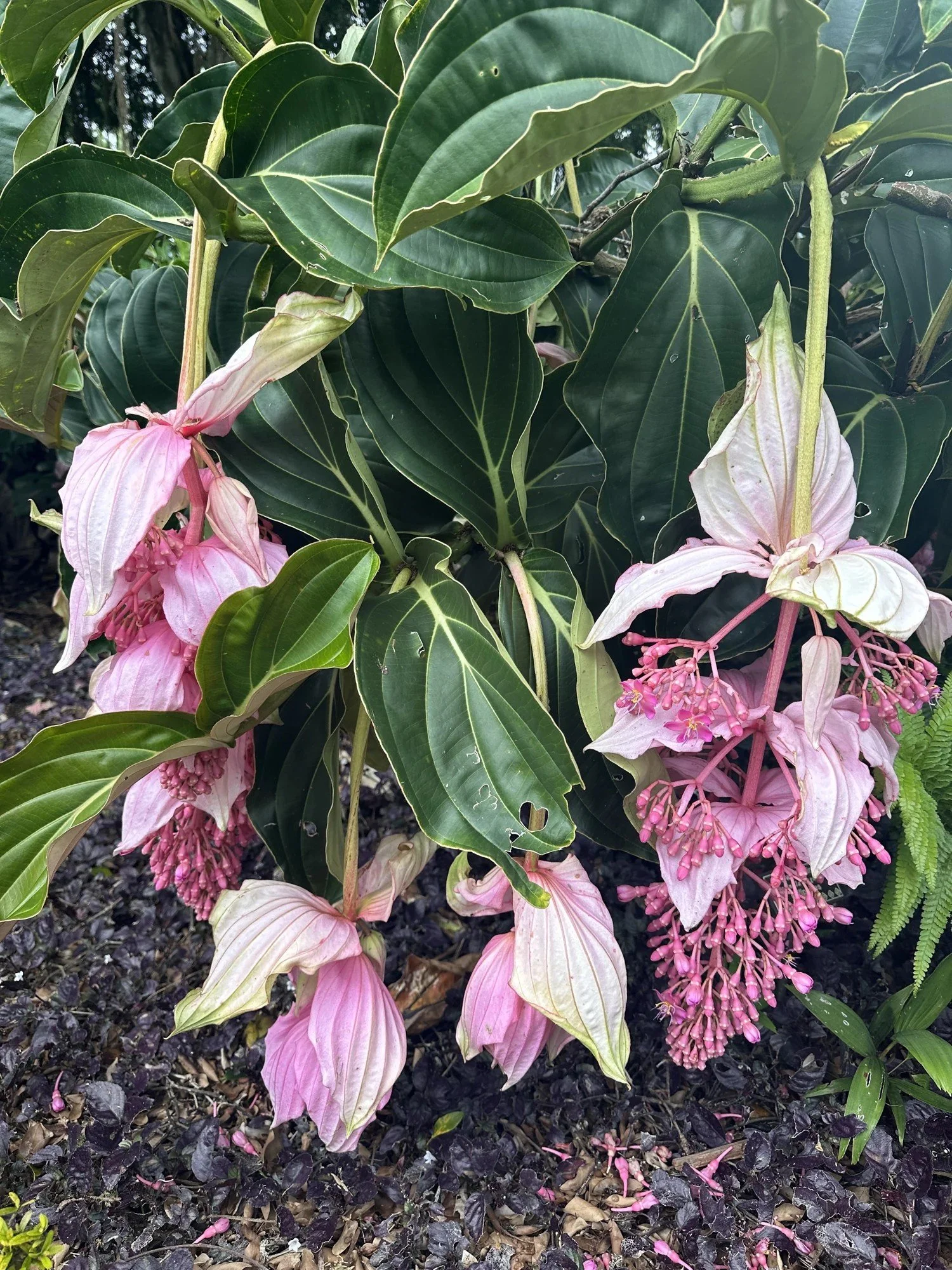 Cascading pale pink flowers and clusters of small buds among broad green leaves on Lānaʻi.