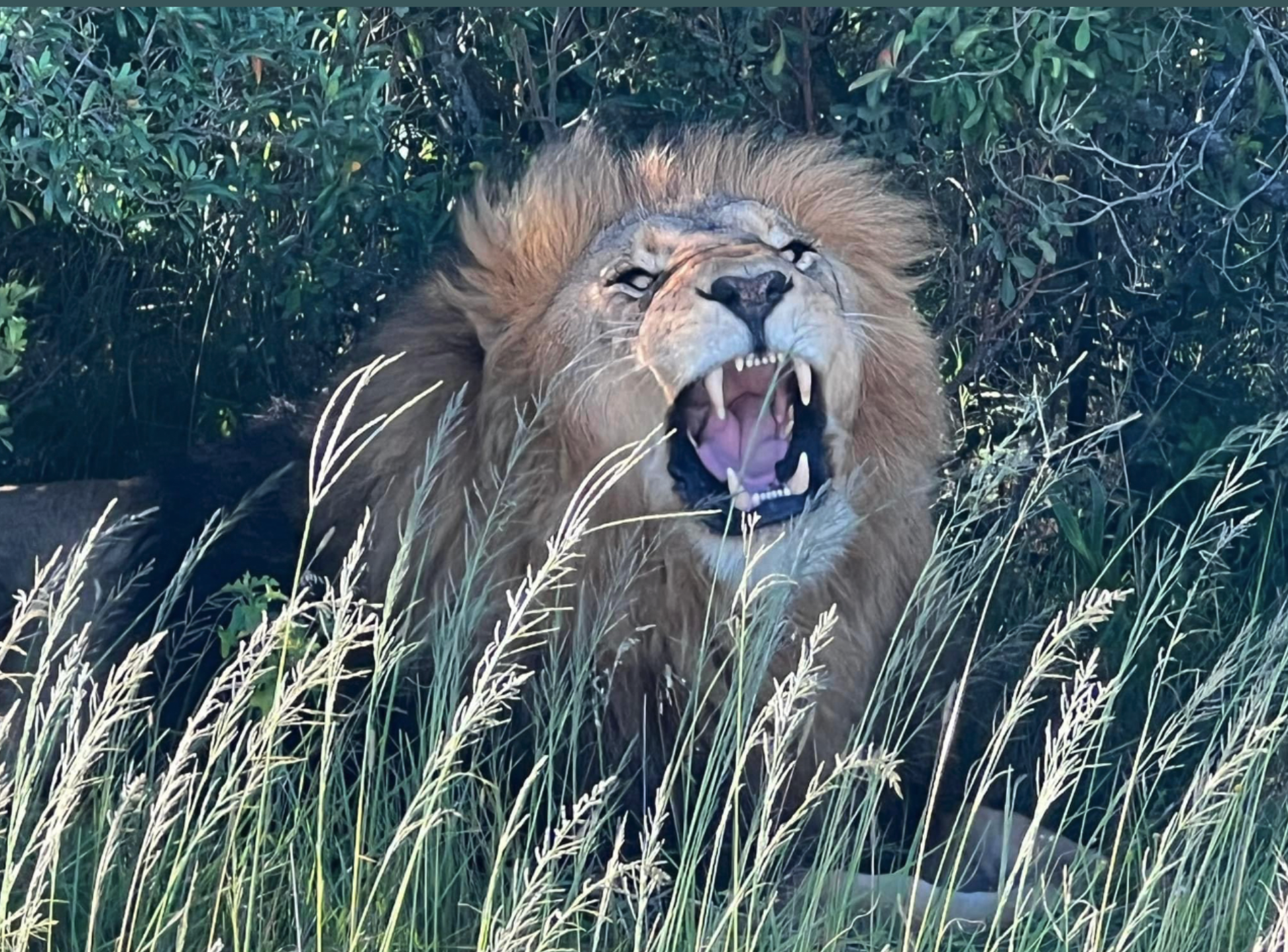 A lion in the South African wilderness