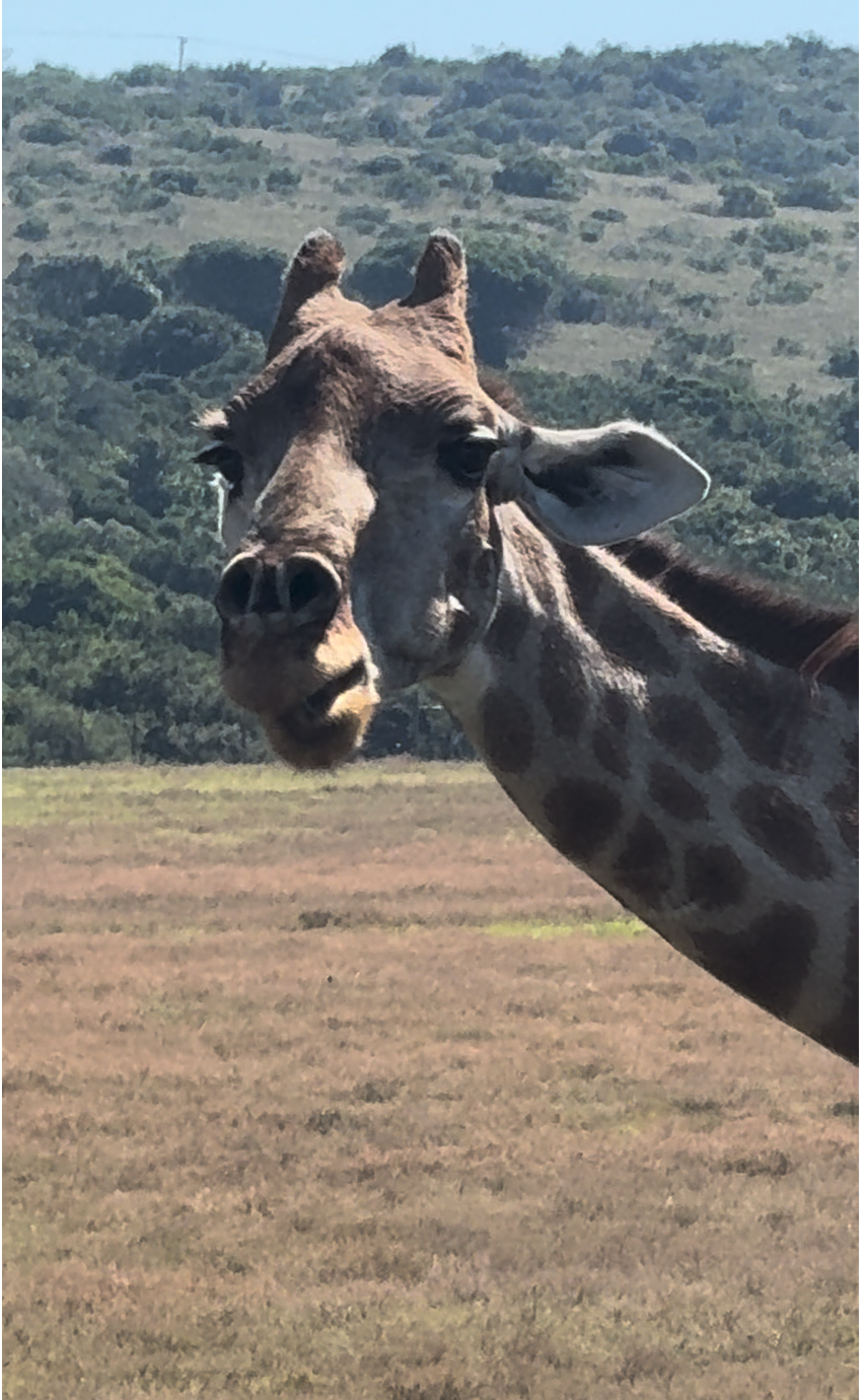 A giraffe in the South African wilderness on safari