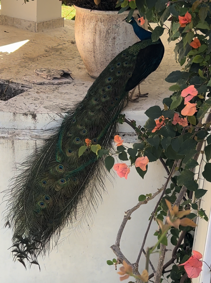 A peacock perched at The Retreat in Costa Rica
