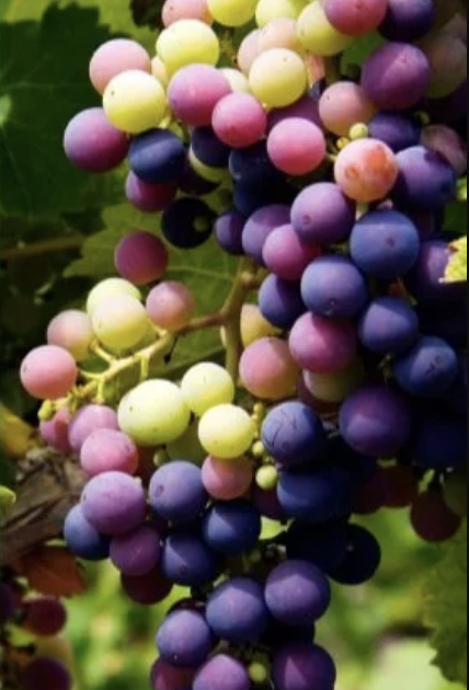 Grape ingredient photography