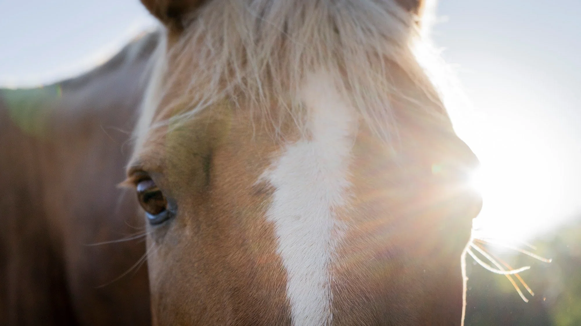 Horse close-up
