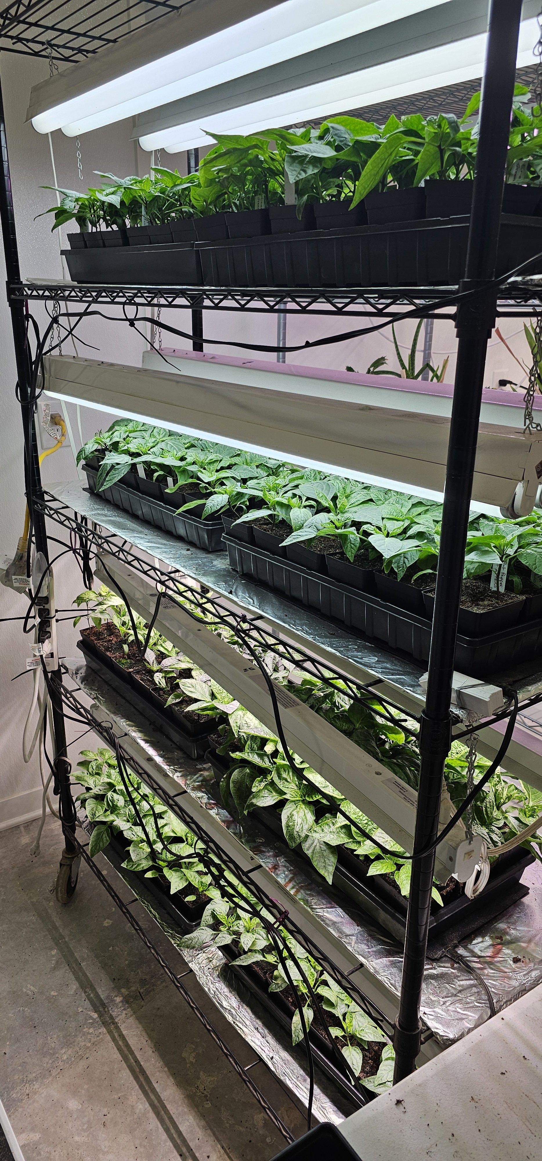 Volunteers working on Dirt to Dish planting and seedling prep