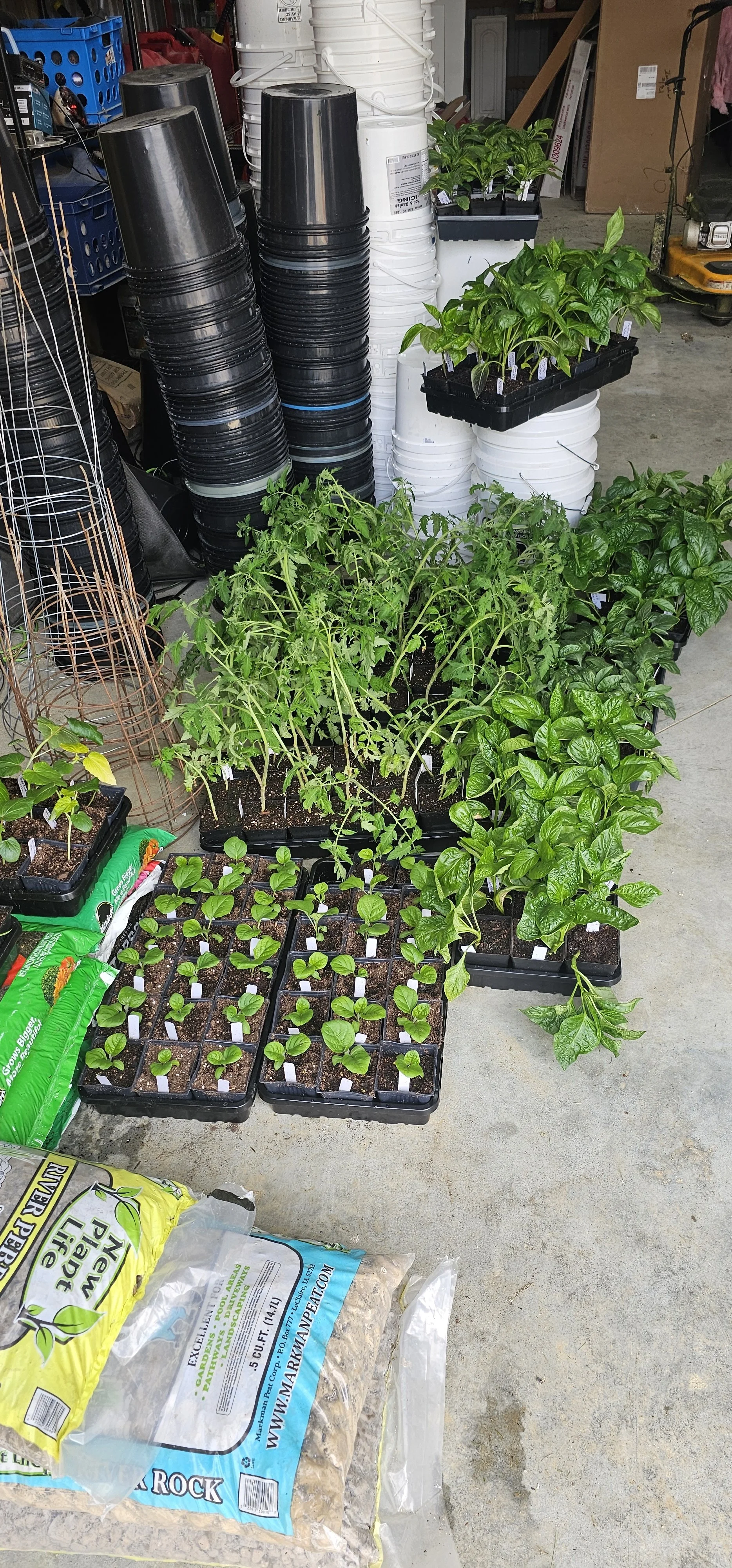Seedlings growing and ready to support Food Pantry households