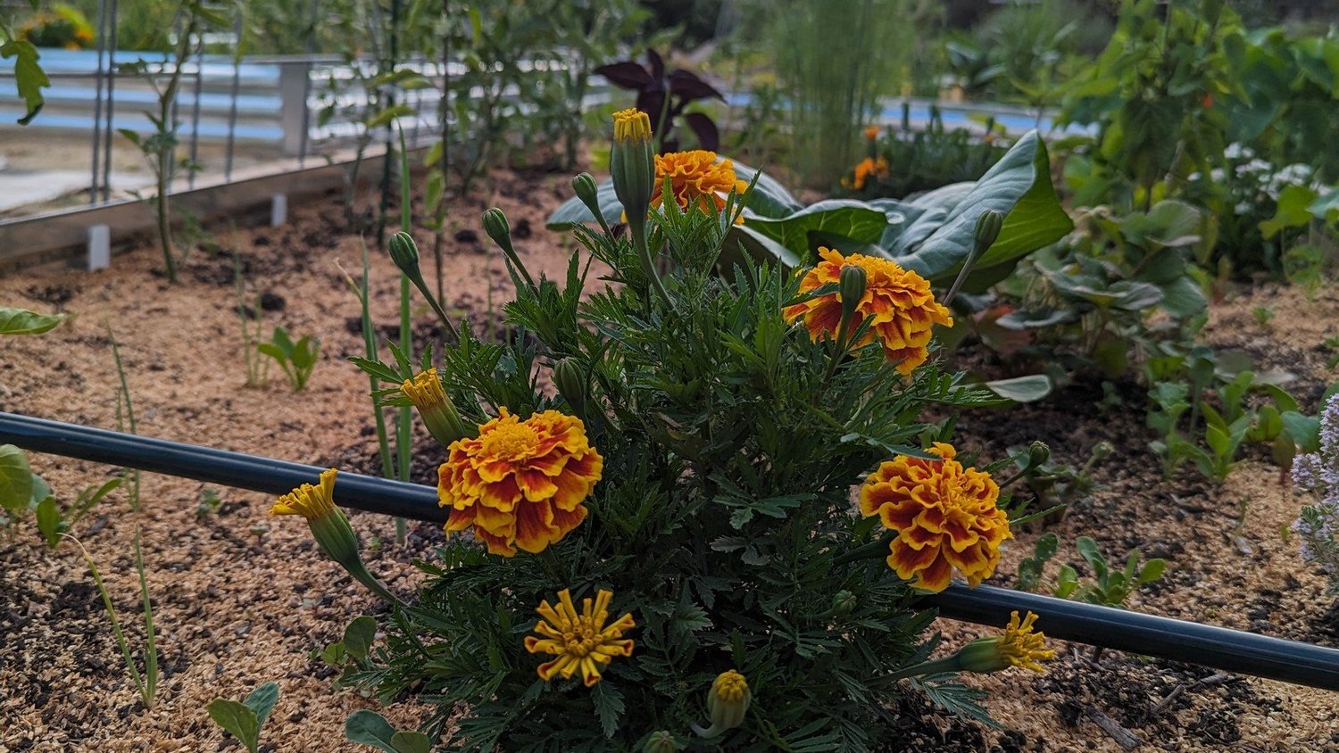 Mulched Boulder Creek garden bed with a visible drip irrigation line and marigolds
