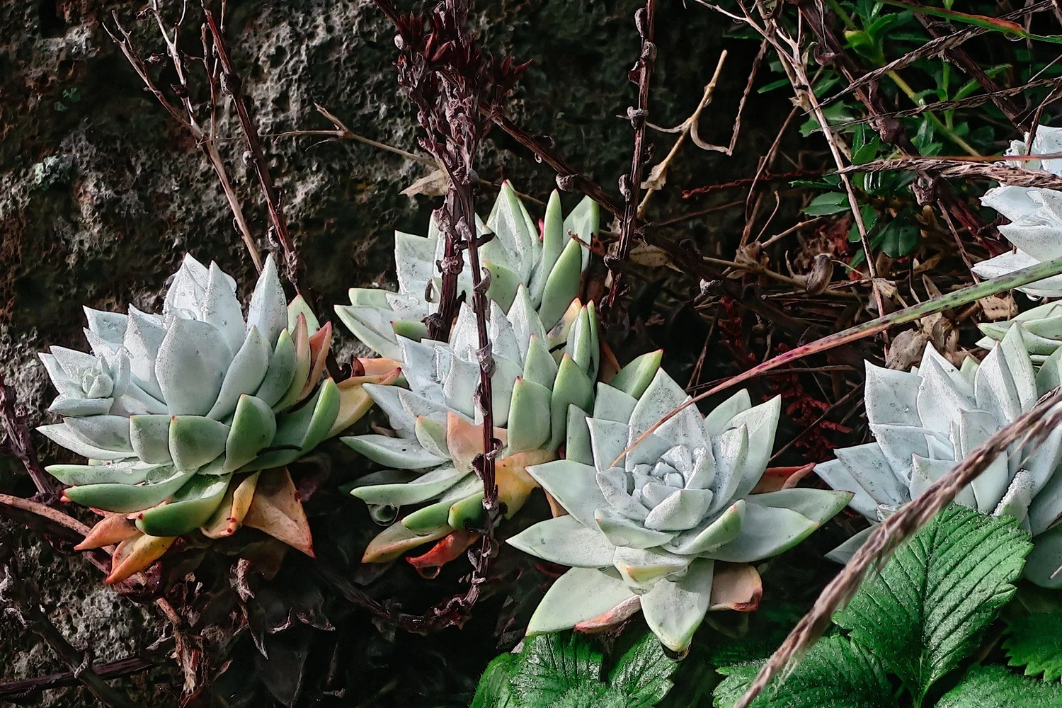 Powdery pale-green Dudleya farinosa rosettes beside rocks