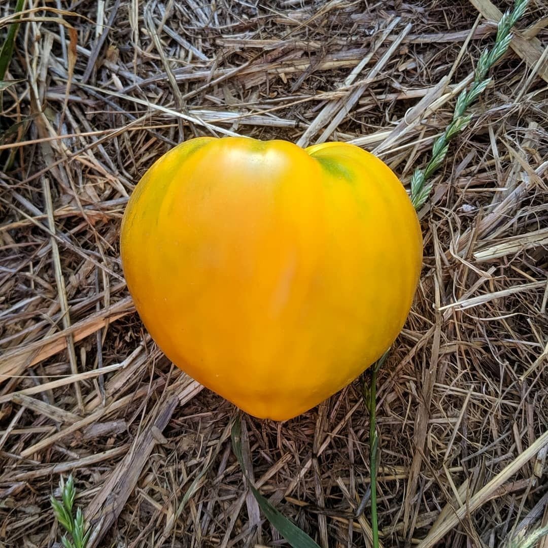 A yellow tomato resting on straw mulch