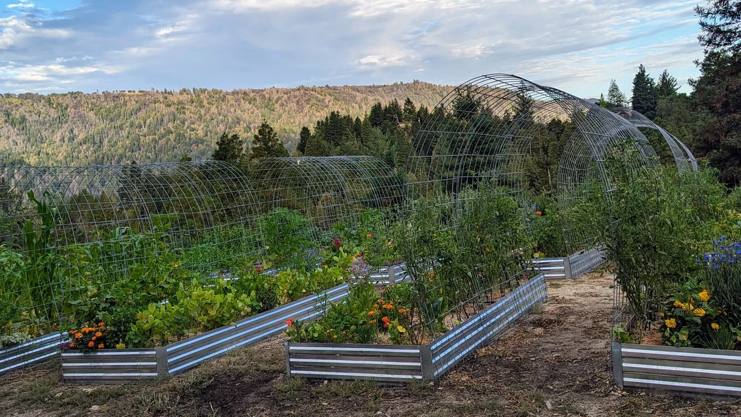 Metal raised beds with hoop trellises and mixed crops in a Boulder Creek garden