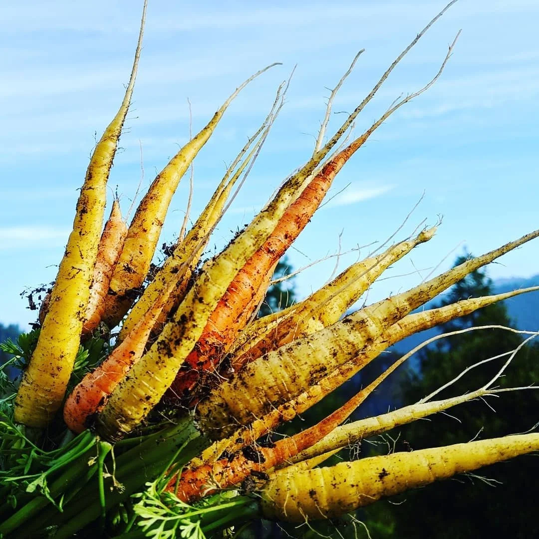 Freshly harvested carrots with soil on their roots, held against the sky