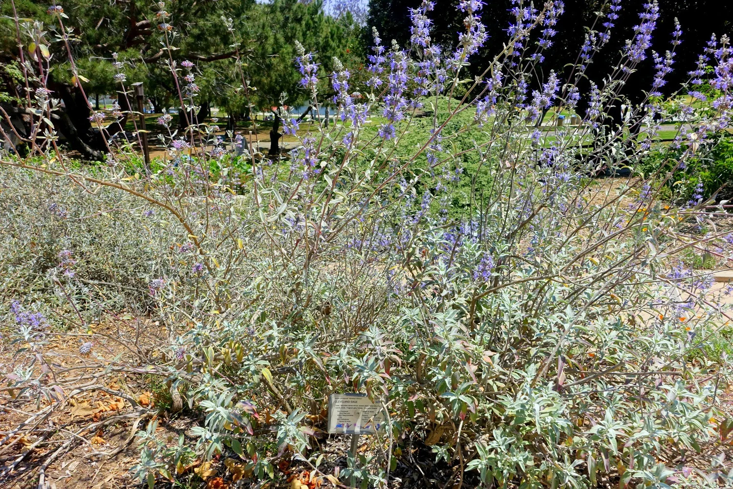 Purple flower whorls and gray-green leaves on Cleveland sage cultivar Winnifred Gilman
