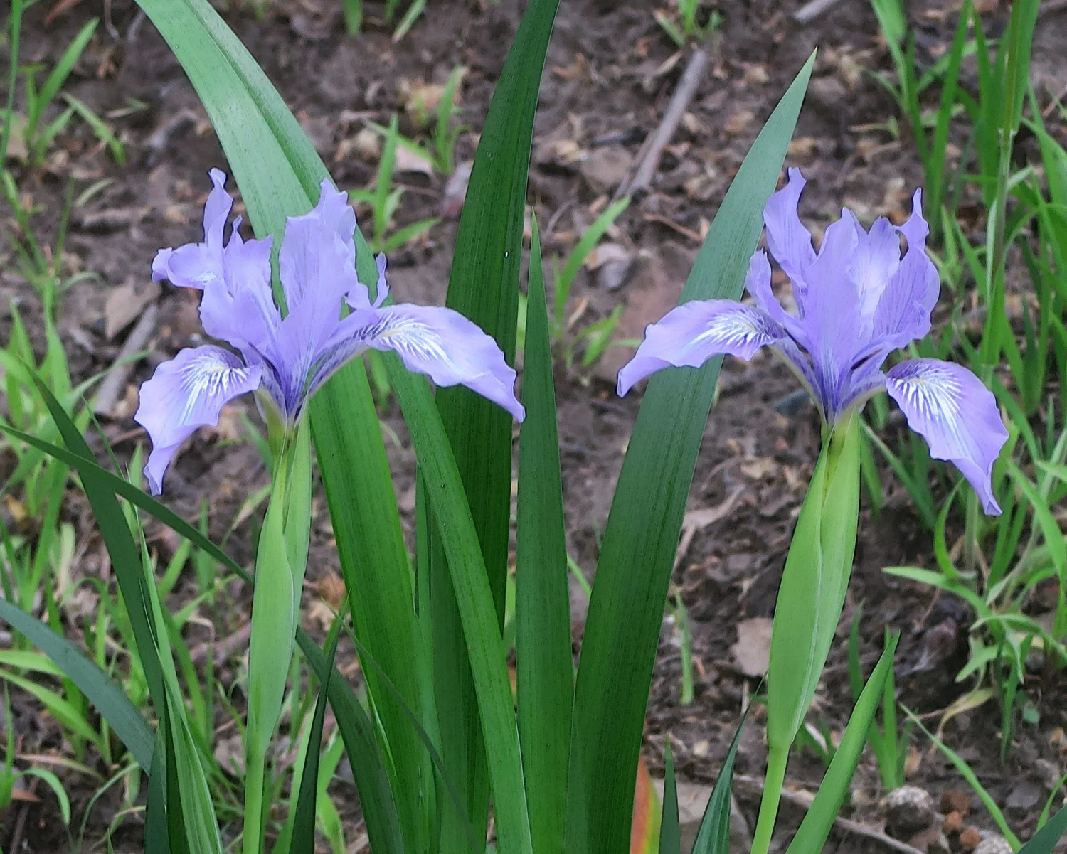 Lavender Douglas iris flowers above narrow green leaves