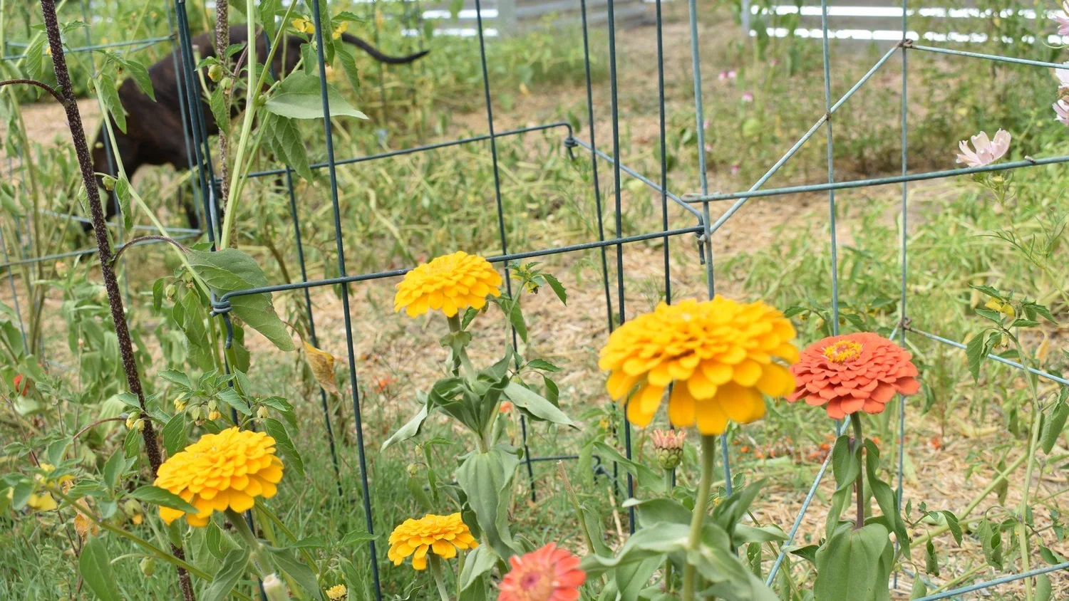 Yellow orange and coral zinnias blooming beside a trellis in Boulder Creek