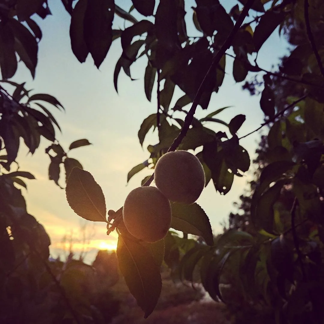 Peaches hanging on a branch in sunset light